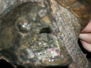Photo Album